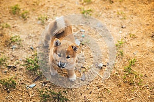 Portrait of lovely japanese shiba inu puppy standing outside on the ground and looking to the camera