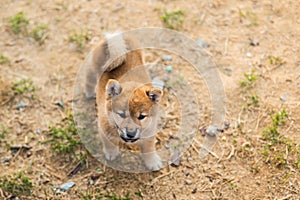 Portrait of lovely japanese shiba inu puppy standing outside on the ground and looking to the camera