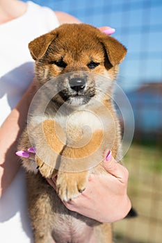 Portrait of lovely japanese shiba inu puppy stitting outside