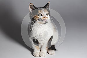 portrait of a lovely kitten sitting over white surface