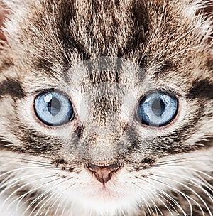 Portrait of a lovely little kitten with blue eyes looking at the world with interest