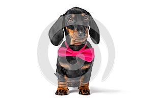 Portrait of lovely obedient dachshund puppy wearing pink festive bow tie around neck sitting in anticipation, front view