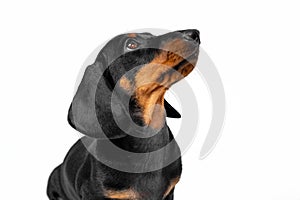 Portrait of lovely patient dachshund puppy sitting with head up and looks at something or at someone in anticipation of