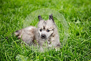 Portrait of lovely powder puff puppy breed chinese crested dog lying in the green grass on summer day.