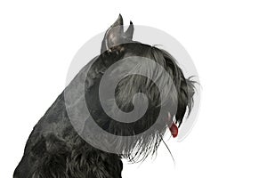 Portrait of a lovely Schnauzer