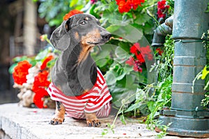 Portrait of lovely senior dachshund dog wearing striped t-shirt, who obediently sits and looks away against the