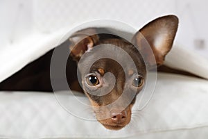 Portrait of a lovely toy Terrier puppy