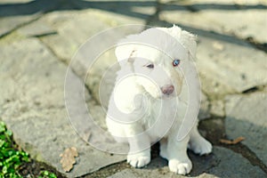 Portrait of lovely white fur blue eye puppy dog