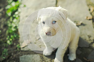 Portrait of lovely white fur puppy dog