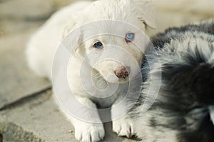 Portrait of lovely white fur puppy dog