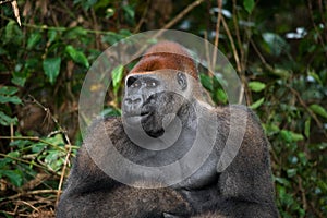 Portrait of lowland gorilla. Republic of the Congo.