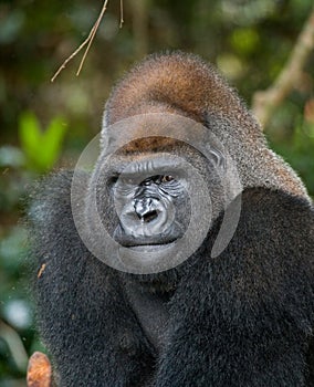 Portrait of lowland gorilla. Republic of the Congo.