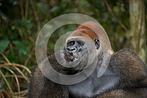 Portrait of lowland gorilla. Republic of the Congo.