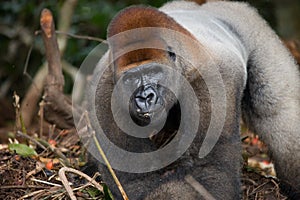 Portrait of lowland gorilla. Republic of the Congo.