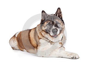 Portrait Of Loyal Akita Dog Against White Background