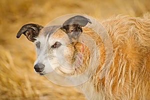 Portrait of a Lurcher.