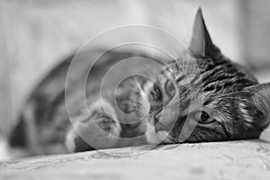 Portrait lying on the bed of a sick domestic cat