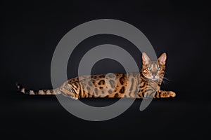 Portrait of a lying black spotted tabby Bengal cat