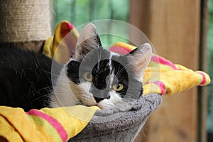 A portrait of a lying black and white cat in the scratching post