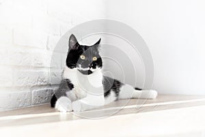 Portrait of a lying gorgeous black and white domestic cat on a white background.