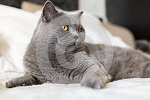 Portrait of lying gray cat with orange eyes close-up. British blue Shorthair cat