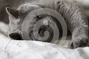 Portrait of lying gray cat with orange eyes close-up. British blue Shorthair cat. Selective focus