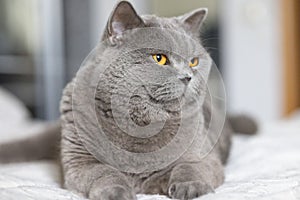 Portrait of lying gray cat with orange eyes close-up. British blue Shorthair cat. Selective focus