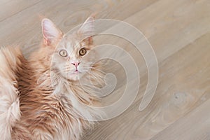 Portrait of lying maine coon red tabby cat with wooden floor background