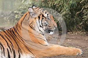 Portrait of lying Malayan tiger with blurred green background