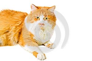 Portrait of lying orange and white cat