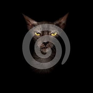 Portrait of a Lykoi cat on black