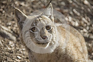 Portrait of lynx cub