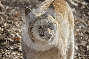 Portrait of lynx cub