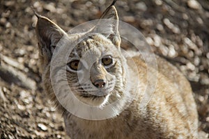 Portrait of lynx cub