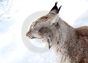 Portrait of a lynx in the winter