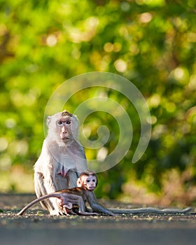 Portrait Macaca or Monkey, moment baby monkey snuggled up in her mother\'s arms is not far from body in forest park.