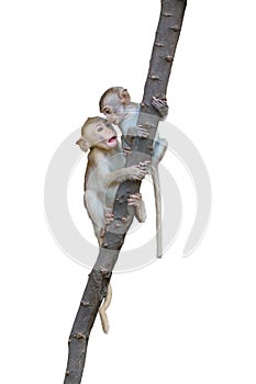 Portrait of Macaca or Two monkeys perched on a branch, They meet each other\'s snuggle, playing happy.