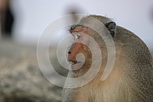 Portrait of a macaque close-up