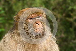 Portrait of Macaque with nasty look