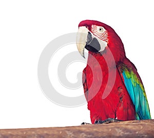 Portrait of Macaw over whit
