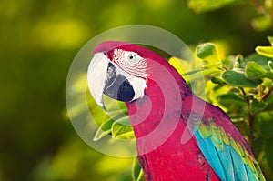 Portrait of  Macaw papagay