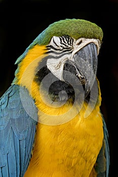 Portrait of a macaw parrot