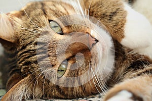 Portrait of a mackerel tabby cat close-up