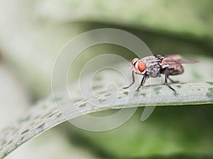 Portrait macro of fly on a green leaf