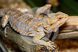 Portrait macro photo of a female bearded dragon in its terrarium.Lizards are a widespread group of squamate reptiles, with over 6,