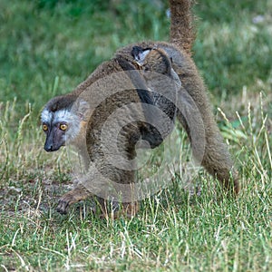 Portrait of Madagascar lemur and a baby on its back photo
