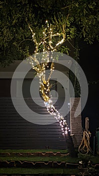 Portrait Magical Tree NightPhoto photo