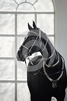 Black akhal-teke gelding horse with traditional bridle and finery photo