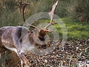 portrait of a magnificent perineal deer in nature photo