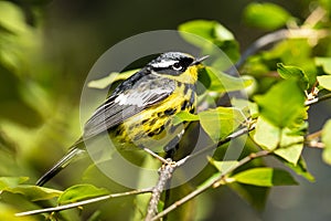 Portrait Magnolia Warbler ( Dendroica magnolia) ,Ontario